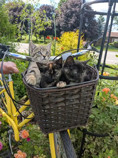 Adorable Socialized Kittens, View more