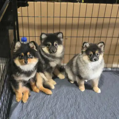Adorable Pomeranian Puppies, View more