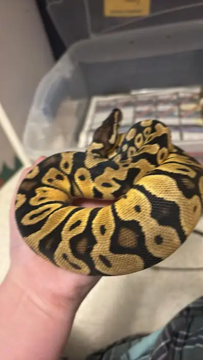 Female snake for sale, sometimes strikes if shes nervous but if your patient and careful shes chill,...