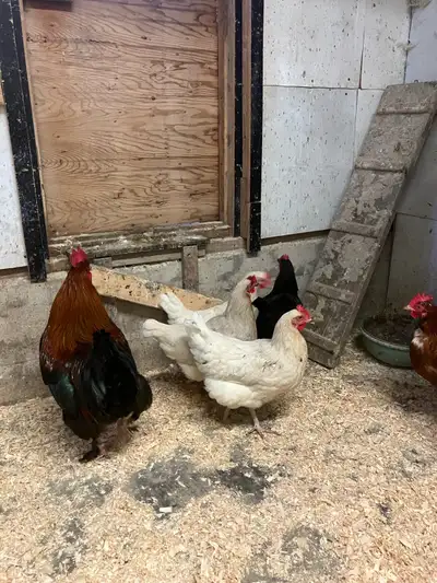 2 poules Maran croisée Rousse de 6 mois . Elles sont en pleine santé et débutent leur ponte. Elles s...