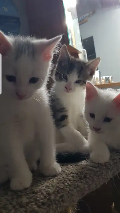 KITTENS CUTNESS FOR SALE, View more