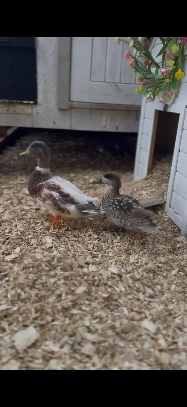 Marble Teal Drake in Livestock in Brantford - Image 2