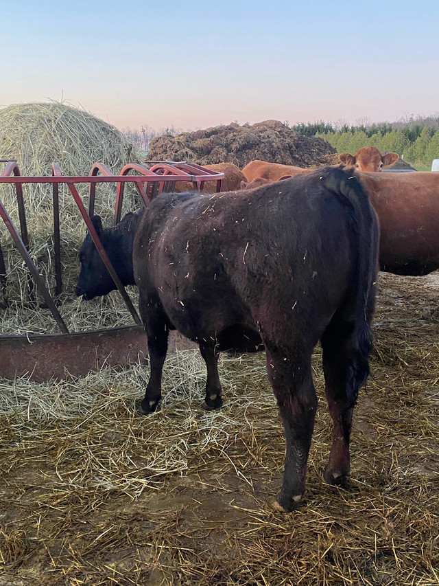 Angusxlimo heifer in Livestock in La Ronge - Image 4