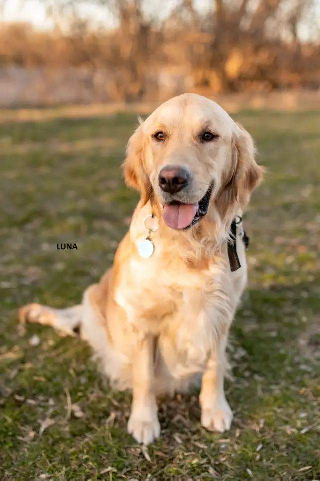 CKC Registered Golden Retriever Puppies in Dogs & Puppies for Rehoming in Cambridge - Image 3