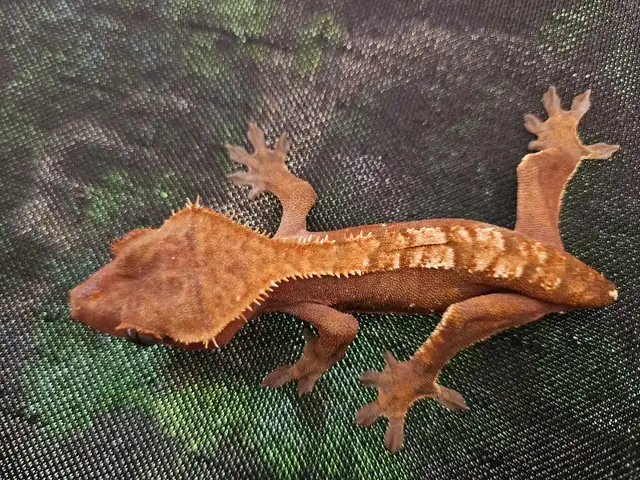 Male Crested Gecko, Juvenile  in Reptiles & Amphibians for Rehoming in Saskatoon - Image 3