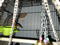 Finches to rehome
