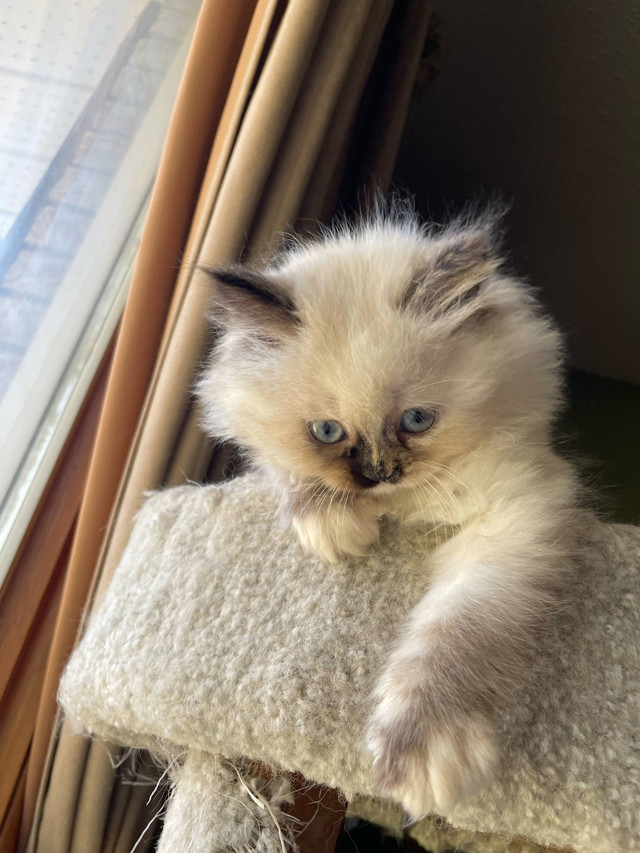 Himalayan kittens in Cats & Kittens for Rehoming in Barrie - Image 3