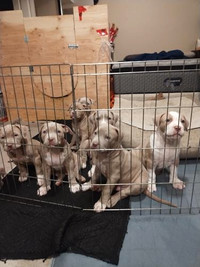 Gorgeous lilac purebred puppies ABKC and UKC