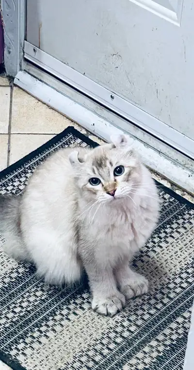 Male de 3ans snow puma 3 gêne super colleux tres bon reproducteur donne de super de beaux bebe puma...