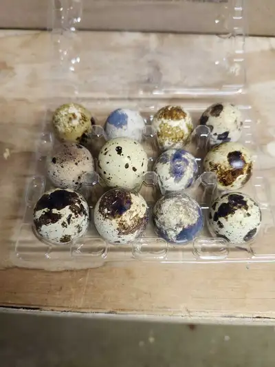 Jumbo Coturnix Quail Hatching Eggs , View more