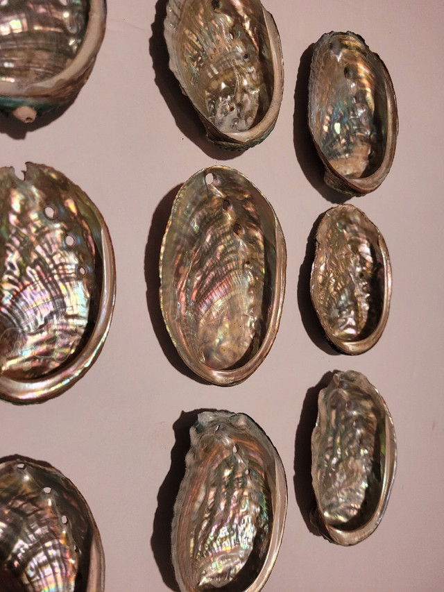 Lot of 15 Abalone Shells in Hobbies & Crafts in City of Toronto - Image 2