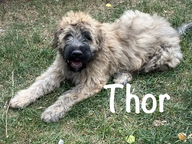 Bouvier- purebred- hypoallergenic-3 months- first shots in Dogs & Puppies for Rehoming in Strathcona County - Image 4