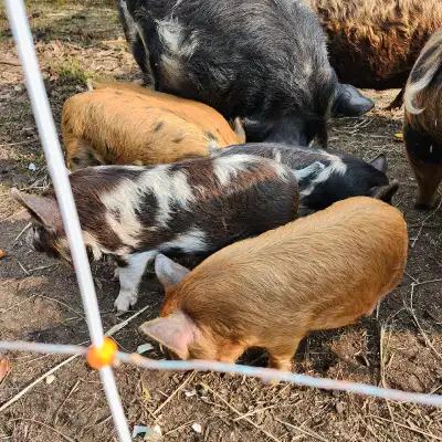 kunekune piglets, View more