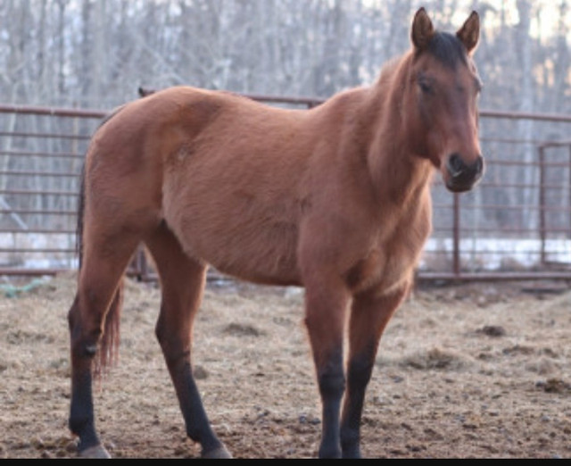 4 SALE 14yr Registered Dun Quarter horse mare in Horses & Ponies for Rehoming in London