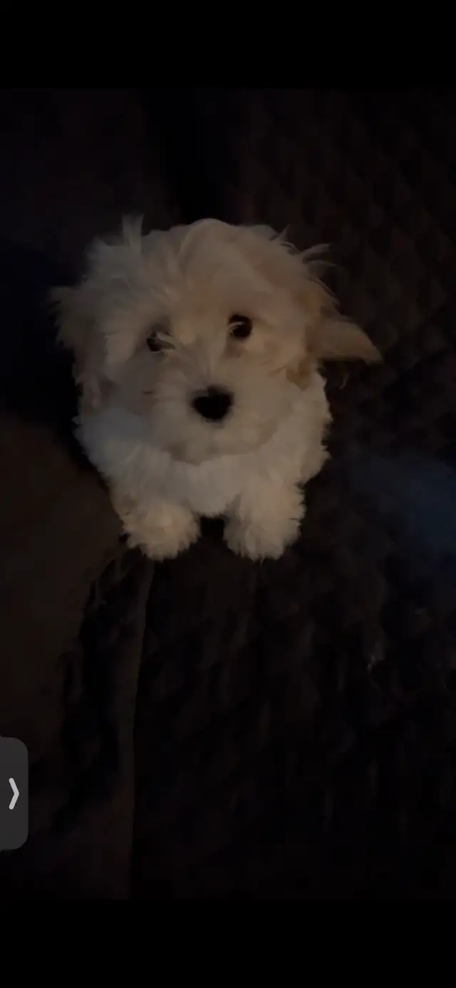 Bichon mix puppies in Dogs & Puppies for Rehoming in Laval / North Shore - Image 6