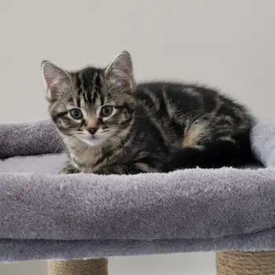 Bébé chaton à adopter, View more