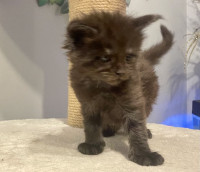 Purebred Maine Coon kittens for sale
