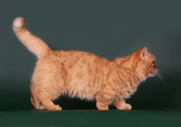 Munchkin Kitten, View more