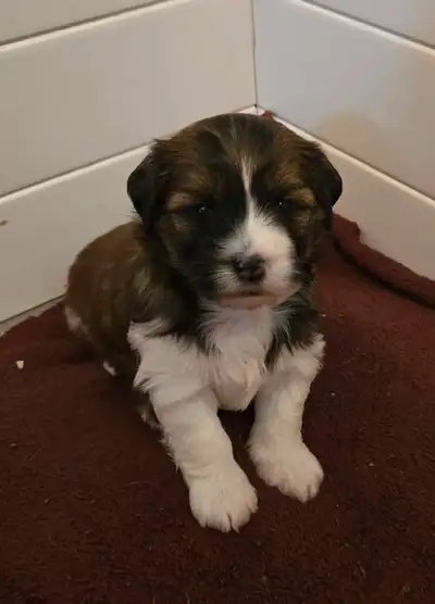 Havanese Puppies -CKC Registered, View more