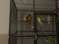 Conures and budgies for sale together 