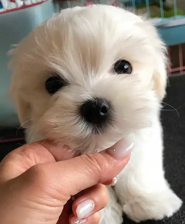 Adorable Toy Size Maltipoo Pups in Dogs & Puppies for Rehoming in City of Toronto - Image 5