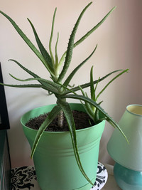  Aloe vera plant
