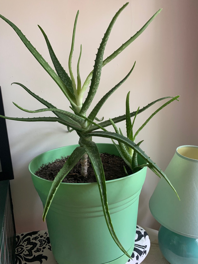  Aloe vera plant in Plants, Fertilizer & Soil in Saskatoon