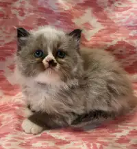 2--MALE -Seal Point Himalayan  Kittens AVAILABLE