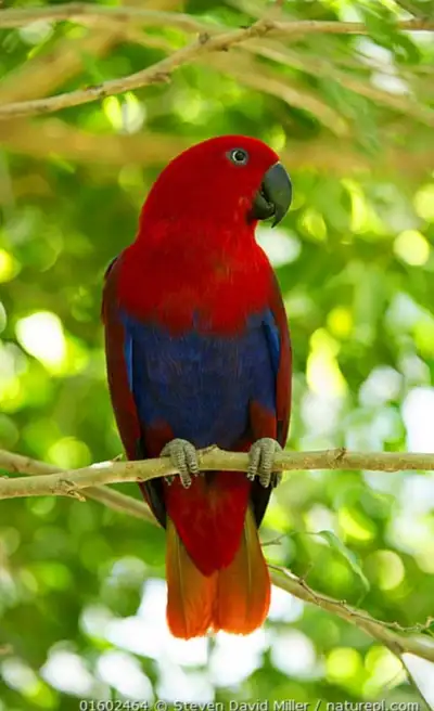 WANTED-Female Eclectus Parrot, View more
