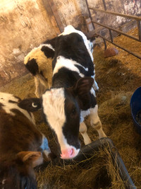 Holstein Heifer Calf