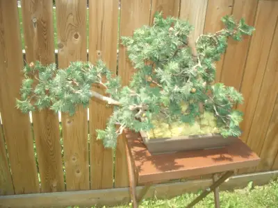 Bonsai tree, View more