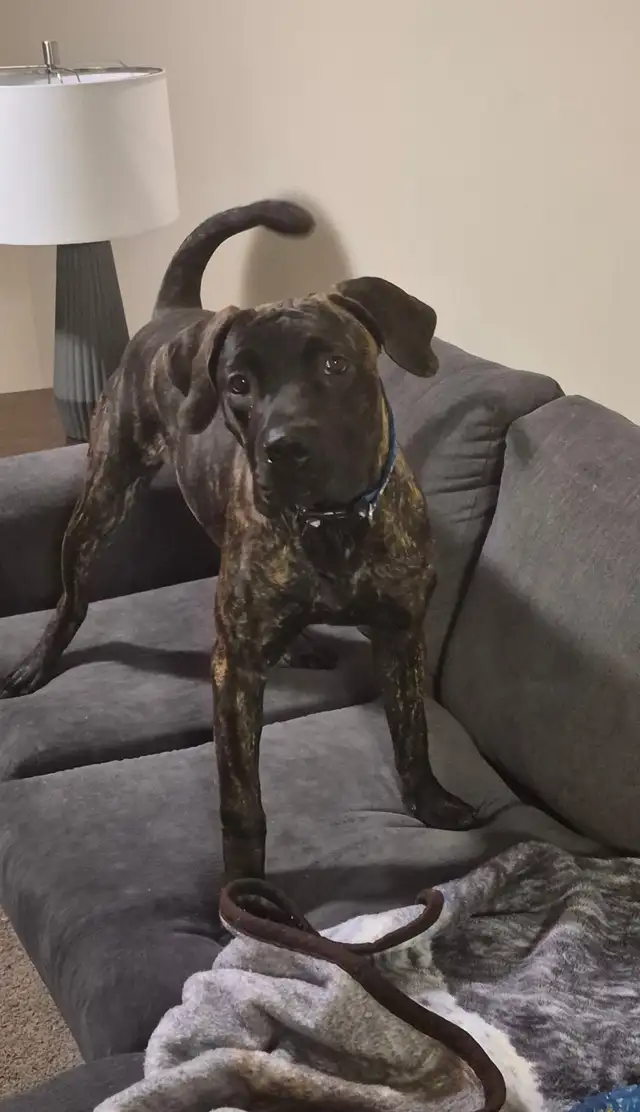 Presa Canario in Dogs & Puppies for Rehoming in Woodstock - Image 4