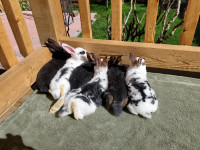 6 Cuddly Purebred Mini Rex Bunnies Must Go April 27th!