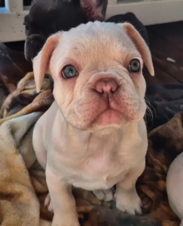 Bouledogues français ***Platinum*** in Dogs & Puppies for Rehoming in Lac-Saint-Jean - Image 7