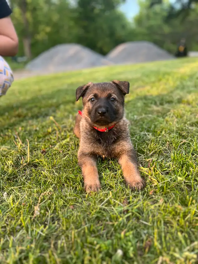 Purebred German Shepherd Puppies in Dogs & Puppies for Rehoming in Ottawa - Image 4