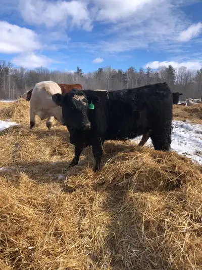 bred heifers, View more