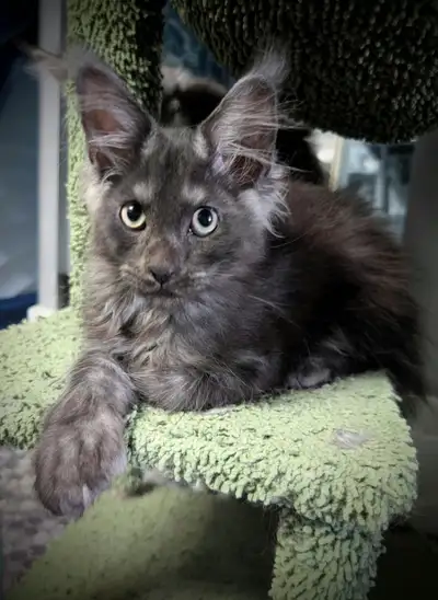 5 CHATONS MAINE COON POLYDACTYLES (6-6-6-6), View more