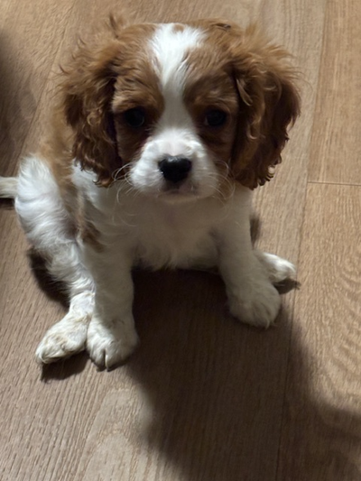 Cavalier King Charles Puppy, View more