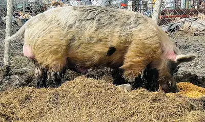 Nice Breeding Boar, View more
