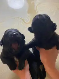 Beautiful Labrador Retriever Puppies! 