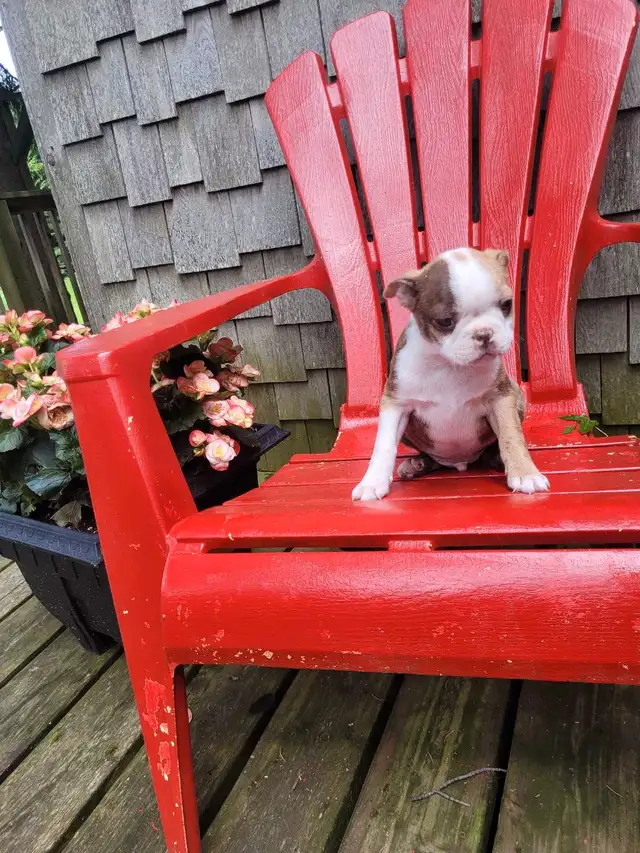 Boston terrier puppies  in Dogs & Puppies for Rehoming in Stratford - Image 5
