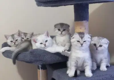 COZY UP WITH SCOTTISH FOLD, View more