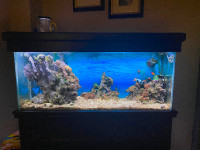 Aquarium complete setup for sale