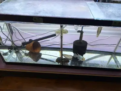 30 gallon aquarium with 2 Flowerhorn fish, View more