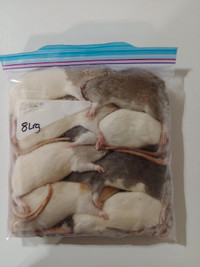Frozen Rats - 15 Sizes!