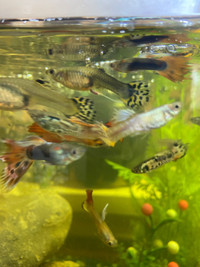 Guppies for sale