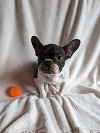 French bulldog puppy for sale (blue pied female) 5 months