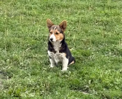 Beautiful black female Pembroke Welsh Corgi looking for her forever home! She is 5 months old, healt...