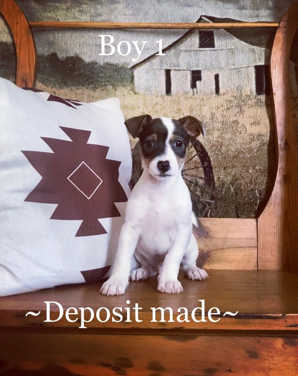 PUREBRED JACK RUSSELL PUPPIES Dogs & Puppies for Rehoming Thunder Bay Kijiji