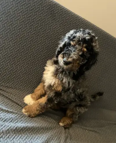 PRICE DROP!! 350$ Merle Standard  poodle pups PRICE DROP 3 left, View more